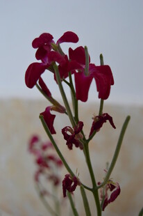 娇艳红色小花特写