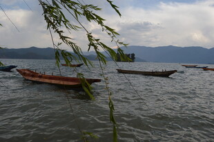 湖畔小船伴垂柳