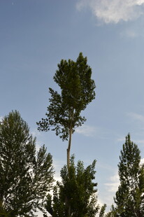 高耸松树与蓝天绿树