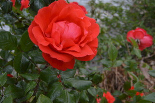 娇艳红玫瑰绽放于绿叶间