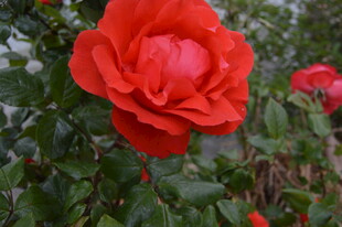 娇艳红玫瑰绽放