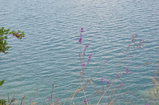 湖畔花枝摇曳的宁静景致