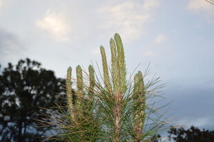 挺拔仙人掌与朦胧天空