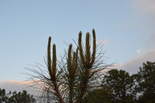 夕阳下的挺拔仙人掌