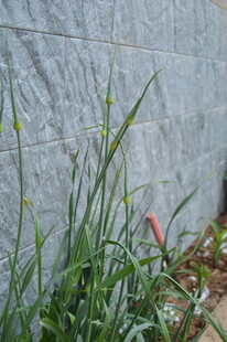 墙边嫩绿葱苗生机盎然