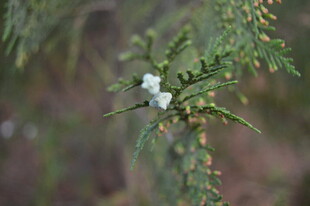 枝头小白花绽放