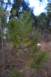 林间松树苗生长景象