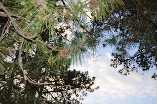 枝头绿意与蓝天相映