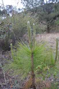 野外生长的翠绿小松树苗