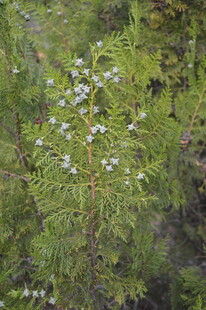 绿叶间的白色小花