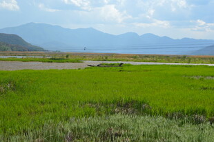 绿野稻田 远山蓝天景