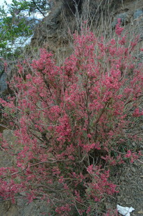 山坡上绽放的艳红花朵