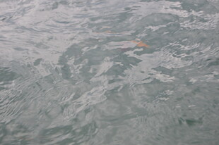 水面上的漂浮物