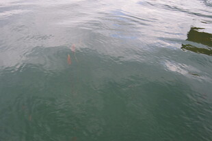 水下景象 隐约可见物体