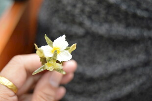 手持精致花朵造型金饰品