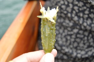 手持的奇特绿色花朵