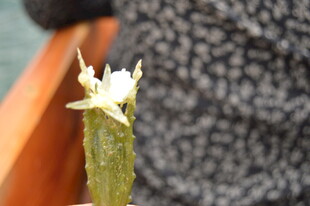 仙人掌上绽放的白色小花