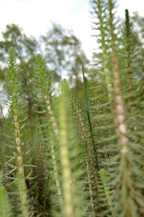 翠绿挺拔的针叶植物