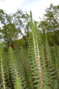 茂密的绿色肉质植物景观