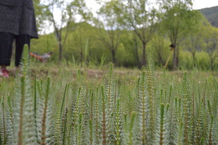 田野中的绿色植物景观