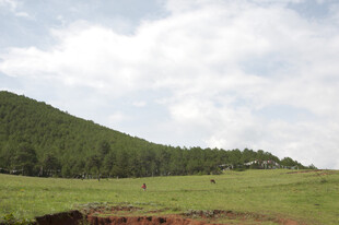 草原风光 绿意盎然的天地