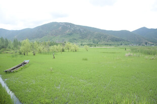 绿色田野与远处青山美景