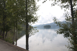 湖畔晨景 树木与雾霭相融