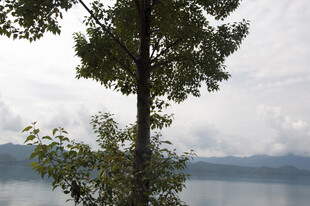 湖畔孤树 静享自然之美