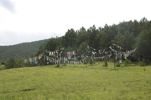 草原上的建筑与茂密树林