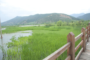 湖畔木栈道旁的绿野风光