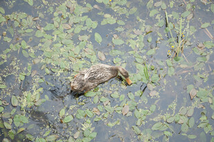 水中游弋的毛茸茸小鸭子