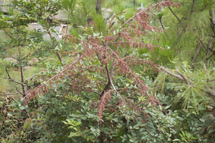 粉色穗状植物点缀绿意间