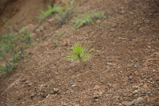 破土而出的嫩绿幼苗