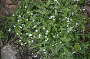 草丛中的白色小花