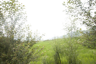 绿意盎然的户外自然景象