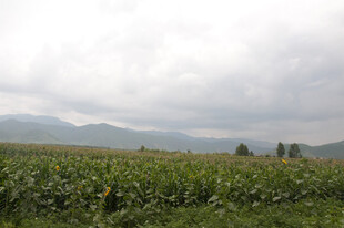 田野中的玉米与远山景色