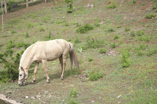 草原上低头吃草的白马