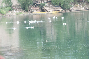 湖面上的白色鸟儿与小船