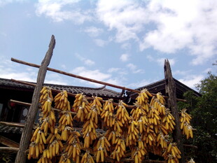 农家屋檐下的金黄玉米