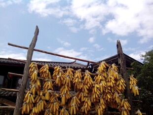 农家屋檐下晾晒的金黄玉米