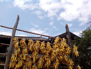 农家屋檐下的金黄玉米