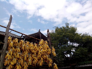 农家屋檐下的金黄玉米