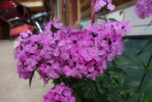 娇艳紫色花卉绽放