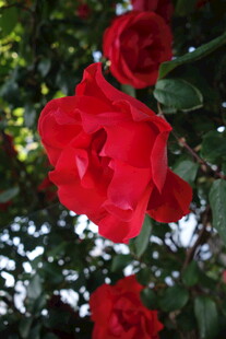 娇艳红玫瑰绽放于绿叶间