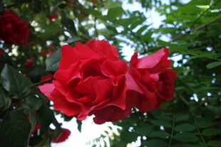 娇艳红玫瑰绽放于绿叶间