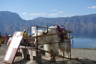 湖边牦牛装饰场景