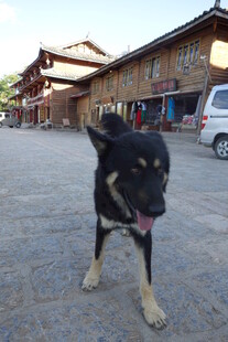 古街道上的可爱小狗