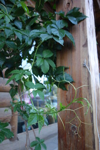 藤蔓缠绕木柱绿意盎然