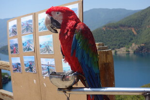 鹦鹉立于画旁赏风景