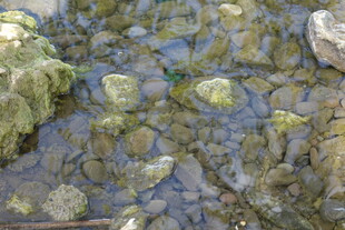 清澈溪底的多彩石块